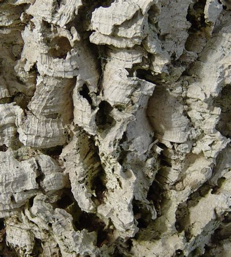 Cork oak bark 2 | Cork oak tree bark. Originally, cork was m… | Flickr