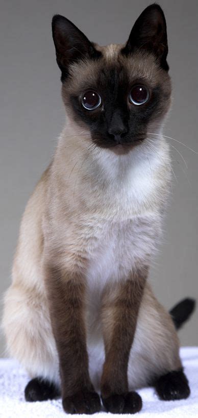 Most Amazingly Beautiful Cat Breeds In The World Catbreeds Cats