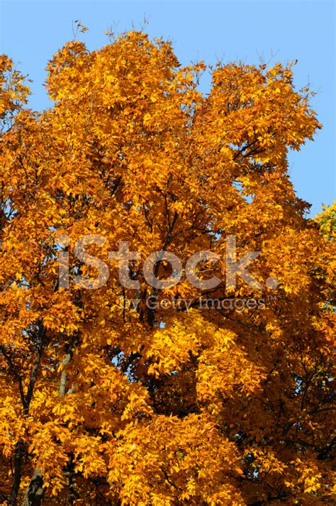 Great Golden Autumn Colors Stock Photo Royalty Free Freeimages