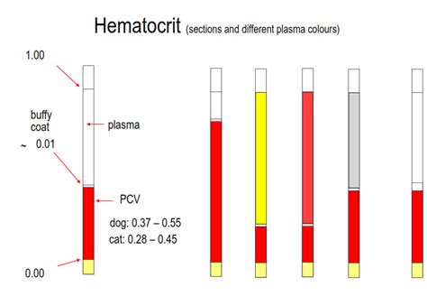 Determination Of Pcvhematocrit Clinical Pathology And Hemolymphatics