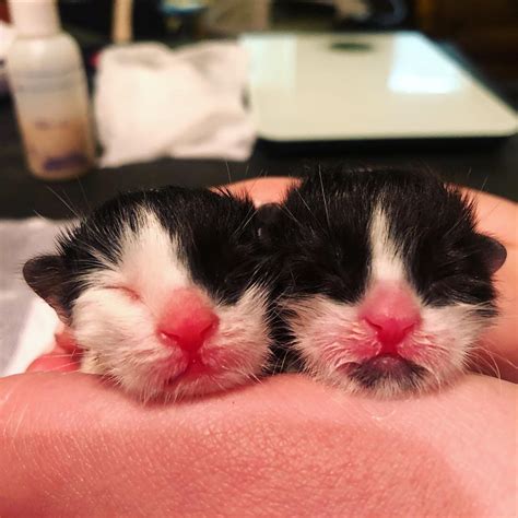 Raising Newborn Kittens Taught Me Life Lessons About Productivity And Sleep