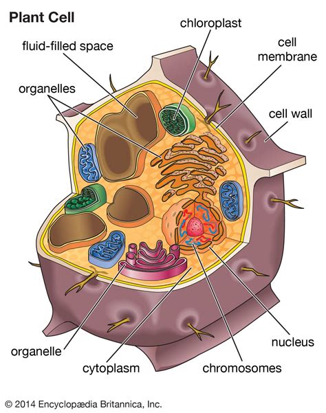 Plant Cell Biology Britannica