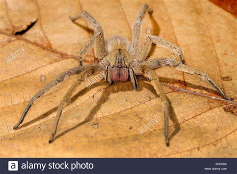 Die brasilianische wanderspinne ist eine potenziell toxische giftspinne. Wandering Spider Phoneutria Stock Photos & Wandering ...