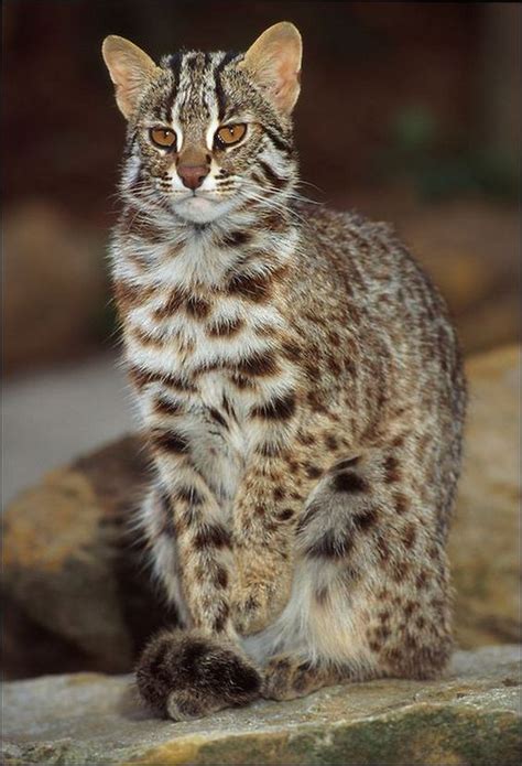 Wild Cats The Asian Leopard Cat