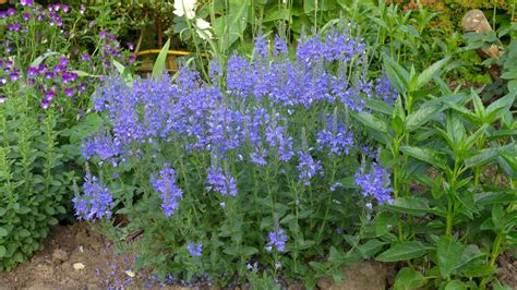 Whats This Pretty Blue Plant — Bbc Gardeners World Magazine