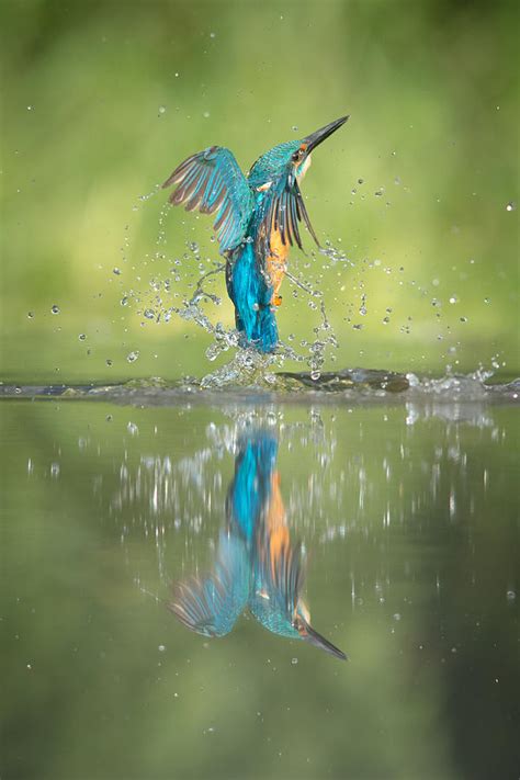 Male Kingfisher Photograph By Andy Astbury Pixels