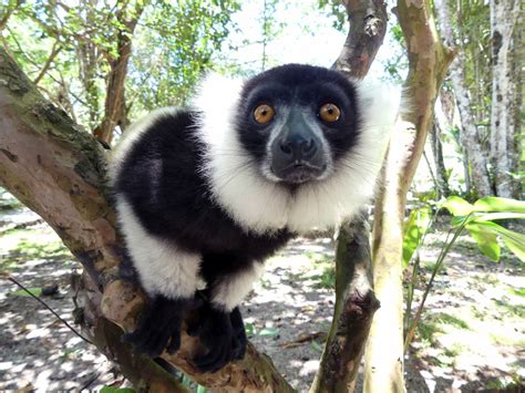 Madagascar Wildlife Mammal Watching Tour Trip Report From Royle