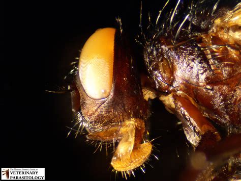 Musca Sp Flies Monster Hunter S Guide To Veterinary Parasitology
