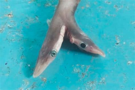 To Mau Baby Shark