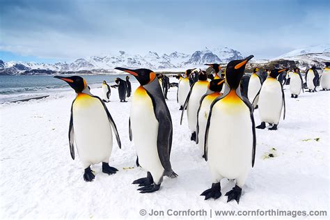Salisbury Plain King Penguins 2 Photo Picture Print
