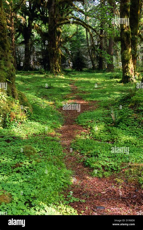 Hoh Rain Forest Forks Wa Stock Photo Alamy