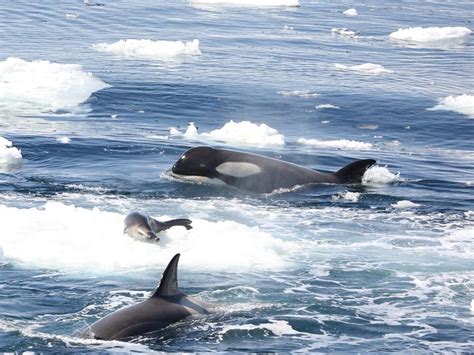 Orcas, or killer whales, are the largest of the dolphins and one of the world's most powerful smart and social, orcas make a wide variety of communicative sounds, and each pod has distinctive noises. Impresionantes fotografías de manada de orcas atacando una ...