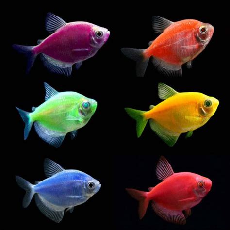 Number of freshwater fish species: Starfire Red GloFish Tetra - Gymnocorymbus ternetzi