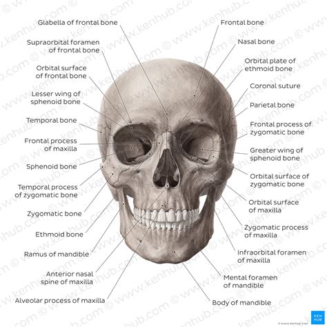 Facial Bones Viscerocranium Anatomy And Structure Kenhub