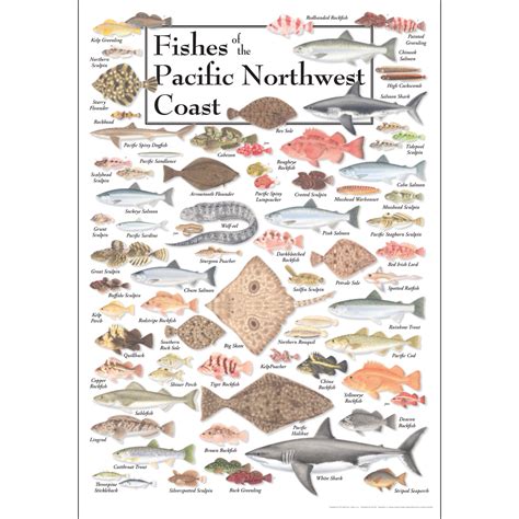 Fishes Of The Pacific Northwest Coast Poster Earth Sky Water