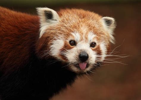 Red Panda Sticking Out It S Tongue Stock Photo Image Of Animal Close