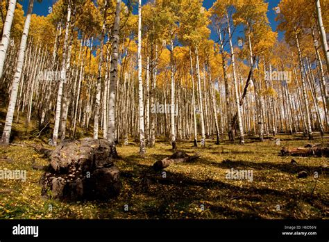 Aspen Groves Fall Foliage In The San Juan Mountains Colorado Showing