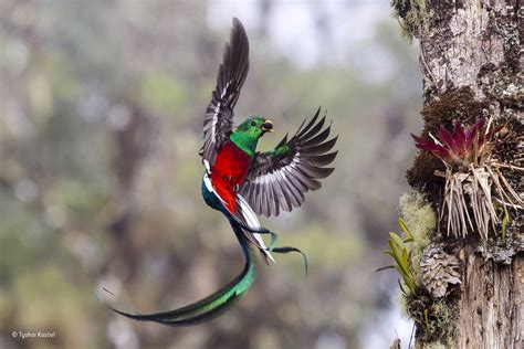Resplendent Quetzal Flying