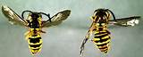 Wasp Vs Yellow Jacket Pictures