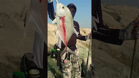 Giant Trevally In UAE Shores Jigging 20grams SHORTS YouTube