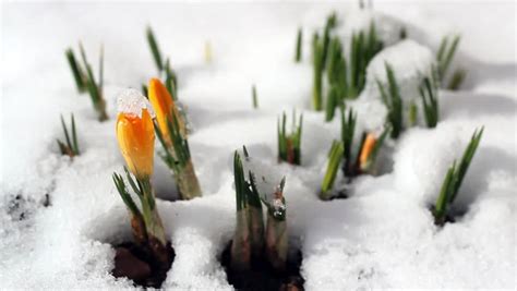 Spring Time Lapse Winter Snow Stock Footage Video 100 Royalty Free
