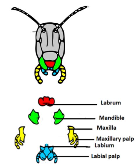 Describe The Parts Of The Mouth Of A Cockroach