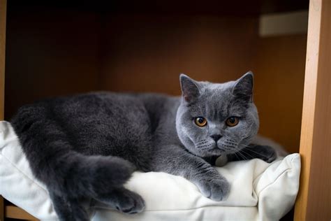 Best Cat Breeds For Seniors Top 5 Feline Companions Most Recommended