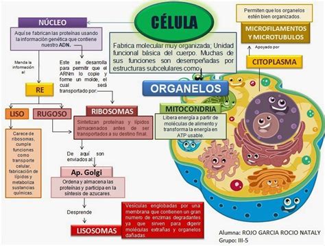 Fisiología Rogar FisiologÍa Celular