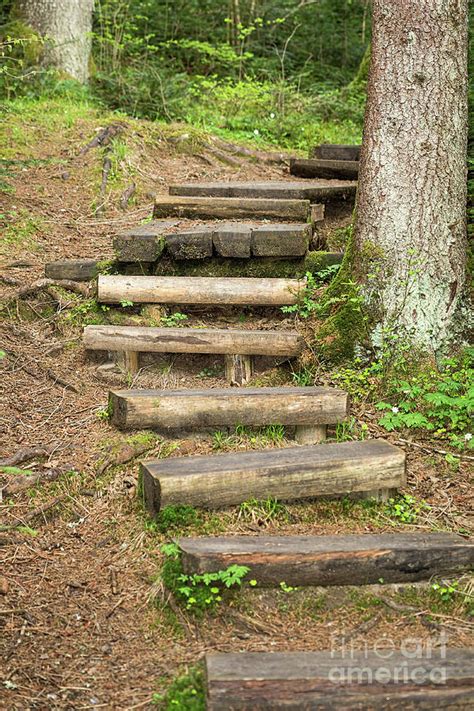 Wooden Stairs On A Forest Trail Photograph By Les Palenik Fine Art