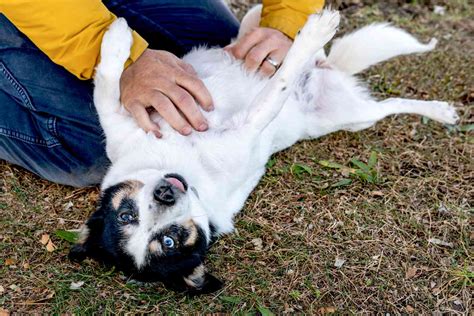 Why Do Dogs Like Belly Rubs So Much