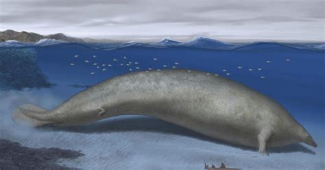 Newly Discovered Whale That Lived Almost 40 Million Years Ago Could Be