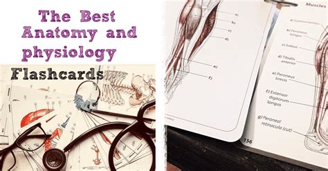 8 Of The Best Anatomy And Physiology Flashcards For College