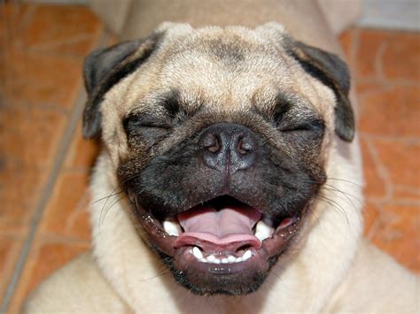 Happy Pug Dog Photos Pugs Funny Smiling Dogs