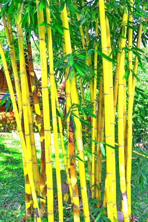 Tout Savoir Sur Les Bambous Concept Paysager Vous Guide Pour Faire Les