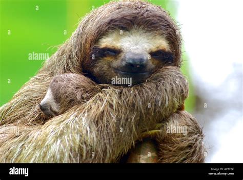Mother And Baby Sloth In The Jungles Of Panama Three Toed Sloth Stock