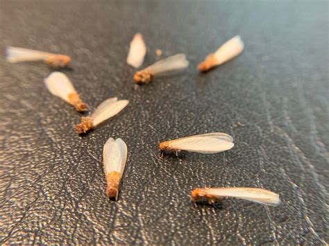 Drywood Termite Swarmers Drywood Termites Termites Termite Swarmers