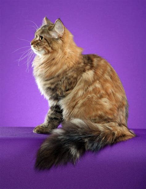 Brown Classic Torbie Siberian Cat Poc Siberian Cat Cats Siberian