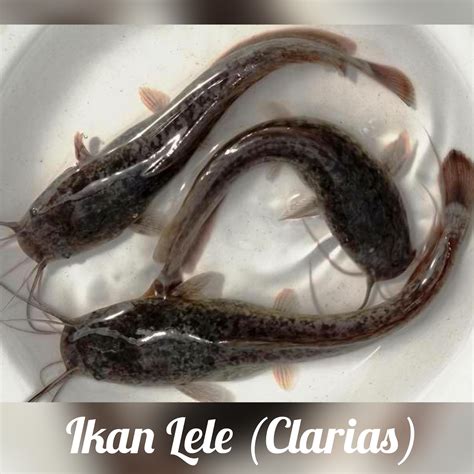 Ciri Ciri Morfologi Ikan Lele - Rectangle Circle