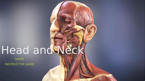 Anatomical And Physiological Structure Of Head And Neck