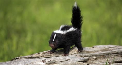Learn About Skunk Babies And When They Leave The Den