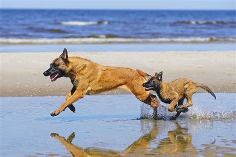 Maybe you would like to learn more about one of these? Is the Belgian Malinois the Perfect Dog for You? - Facty