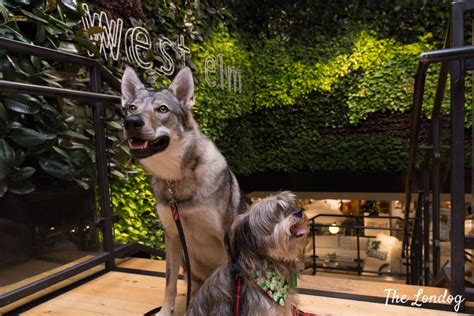 Guide To Dog Friendly Stores In Central London The Londog