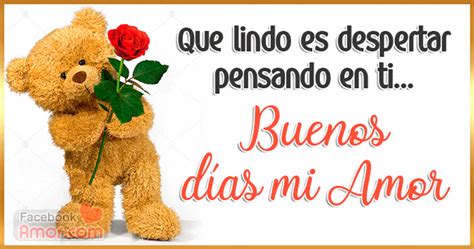 Buenos Dias Amor Bear With Rose Graphic Art 