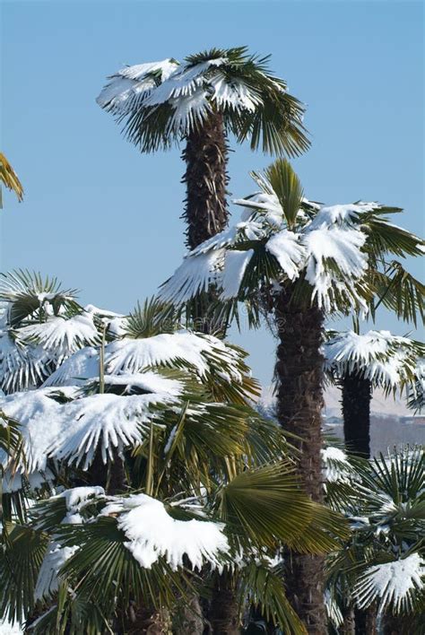 Palm Trees With Snow On It Stock Photo Image Of Ecosystem 24200042