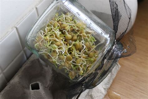 Sprouting Jar How To Sprout Seeds In A Jar Plantura