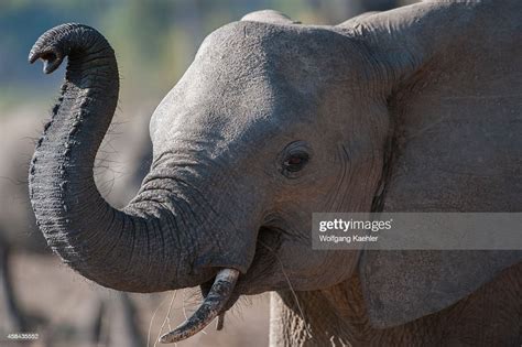 Close Up Of African Elephant Smelling With Trunk In South Luangwa