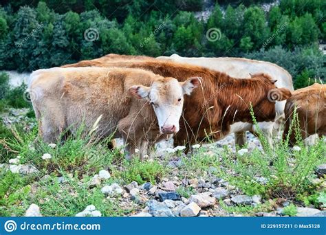 Cattle In Mountain Pastures Stock Image Image Of Farming Landscape