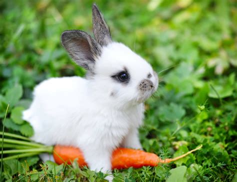 Baby Rabbit Care Tips And Advices