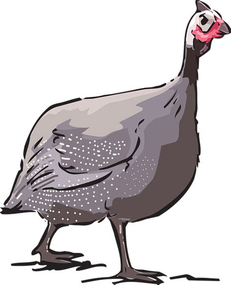 Download Guinea Fowl Nature Animal Royalty Free Vector Graphic Pixabay