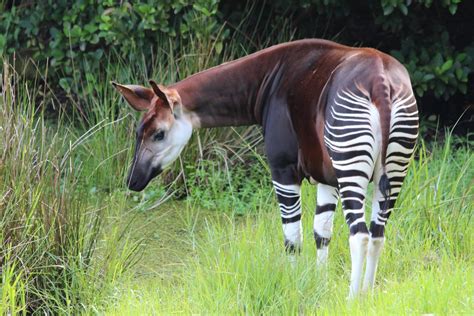 Thirty Years Of Okapi Conservation Wildlife Conservation Network